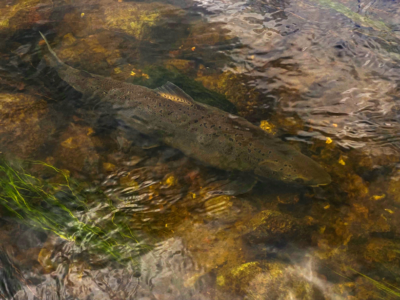 Noķeram un atlaižam.