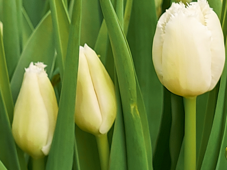 Tulpes.