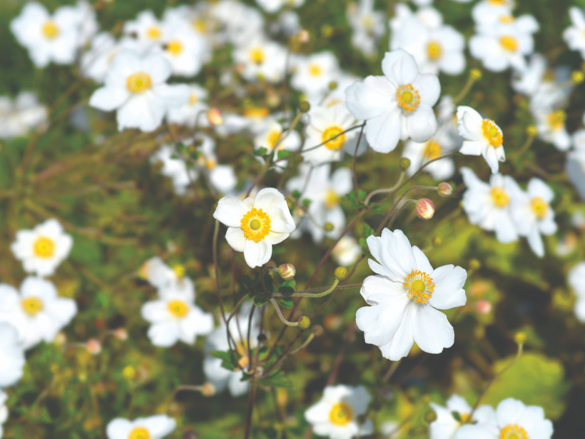 Japānas anemone 'Honorine Jobert'.