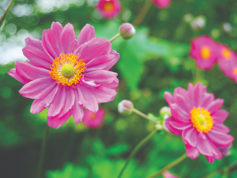 Hibrīdā anemone 'Pamina'.