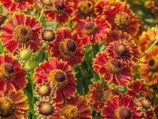 Helēnija 'Baudirektor Linne'.