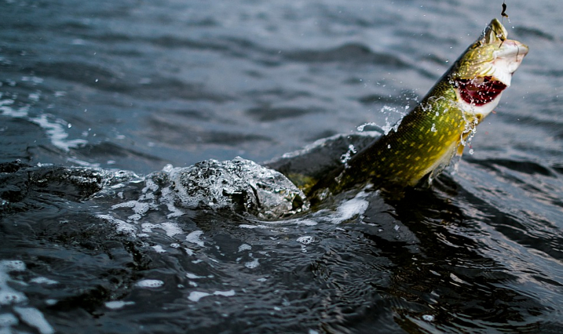 Pieredzējušie copmaņi, lai drošāk varētu piecirst, uz ēsmas zivtiņas piestiprina papildu āķi galvas tuvumā.
