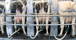 Lai gan izslauktā piena apjoms pieaug, govju skaits turpina iet mazumā.