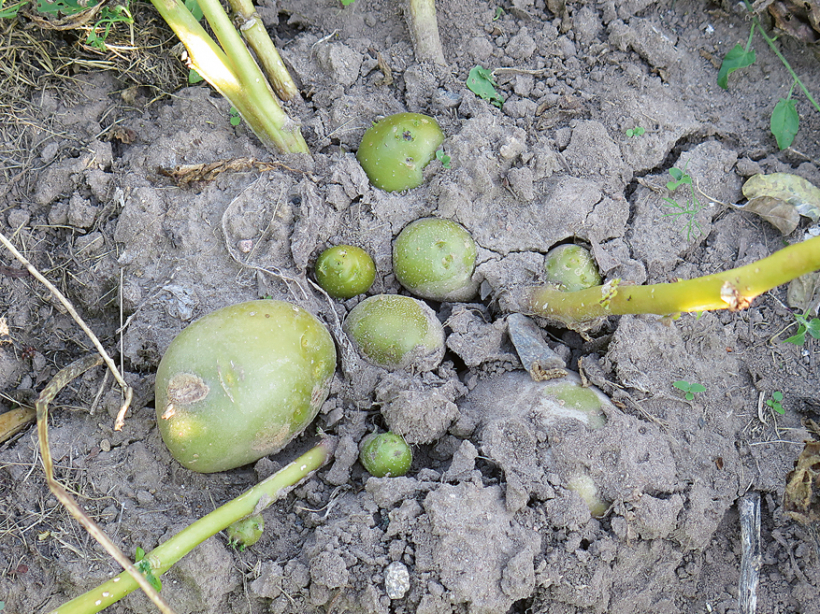Zaļie kartupeļi derīgi tikai sēklai.