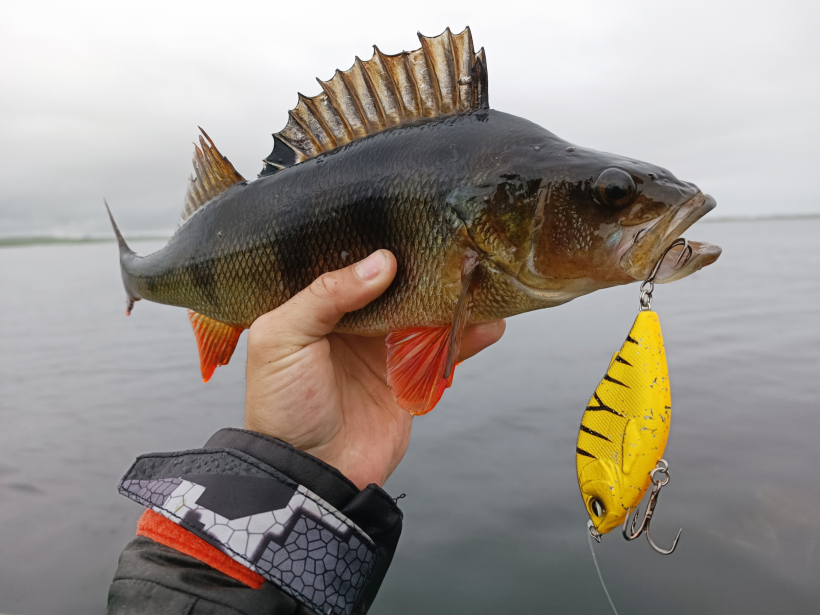 Arī džerks tiek uzkosts.