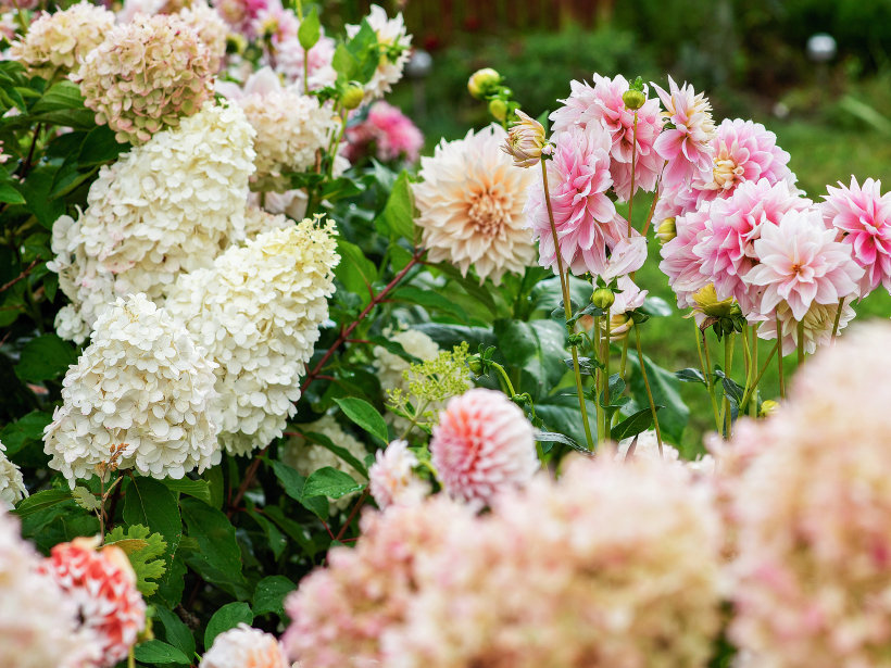 Dālijas labi sadzīvo vienā dobē ar hortenzijām.