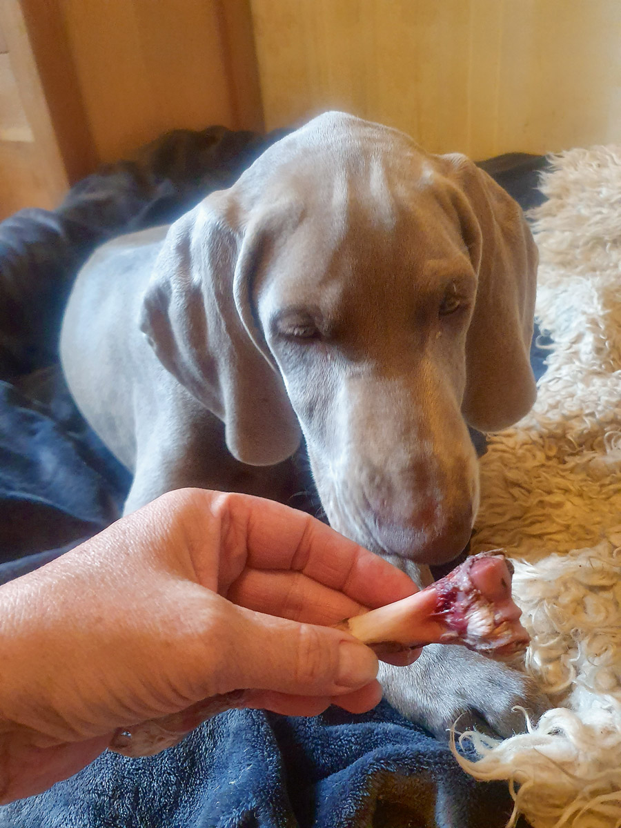 Kad sunim iedots kārums, saimniekam tas jāpaņem, jāpatur un pēc tam jāatdod sunim atpakaļ, bet tikai tad, ja tas mierīgi gaidījis.
