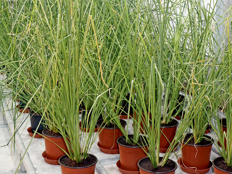 Vetīvers ir superliela, strauji augoša tropu un subtropu graudzāle.