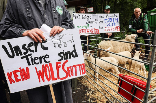 "Mūsu dzīvnieki nav vilku barība" – vēsta Vācijas Reinzemes lauksaimnieku savienības pārstāvja plakāts Vācijas federālo zemju vides ministru konferencē šī gada maijā.