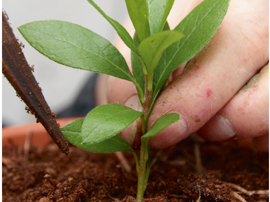 Fuksijas spraudenis.