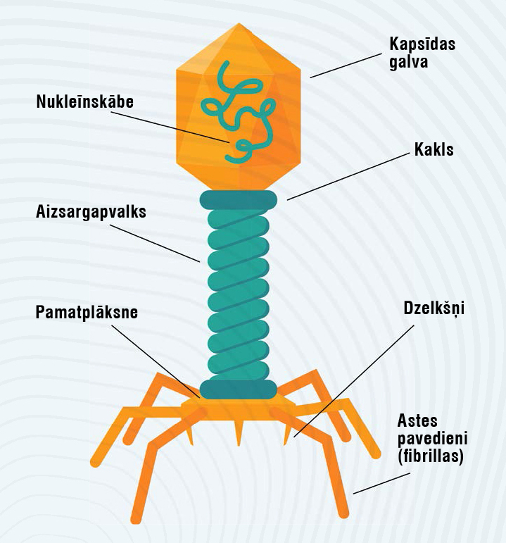 Bakteriofāga uzbūve.