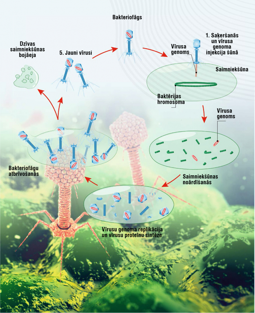 Bakteriofāga dzīves cikls.