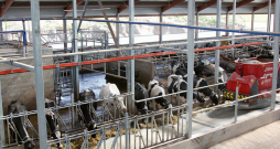 Procesu robotizācija fermā efektīvi samazina atsevišķas dzīvnieku veselības problēmas un ārstnieciskos izdevumus.