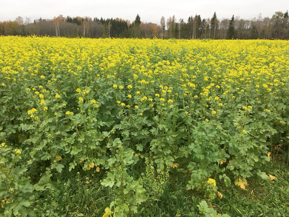 Eļļas rutks + sinepes, izsējas norma 10+10 kg/ha, 70 dienas pēc iesēšanas 22.10. ZS "Lielvaicēni."