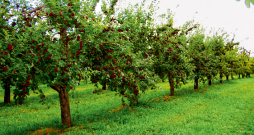 Labi koptas vecākas ābeles dārzā uz sēklaudžu potcelmiem mūsdienā