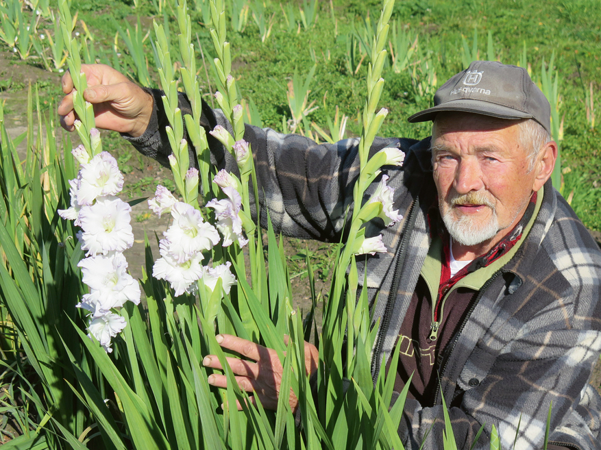 Laimonis Zaķis ar savām gladiolām.