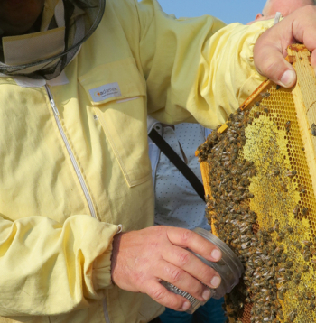 Varru pārbaudes demonstrējums Tukuma novada biškopju mācībās.