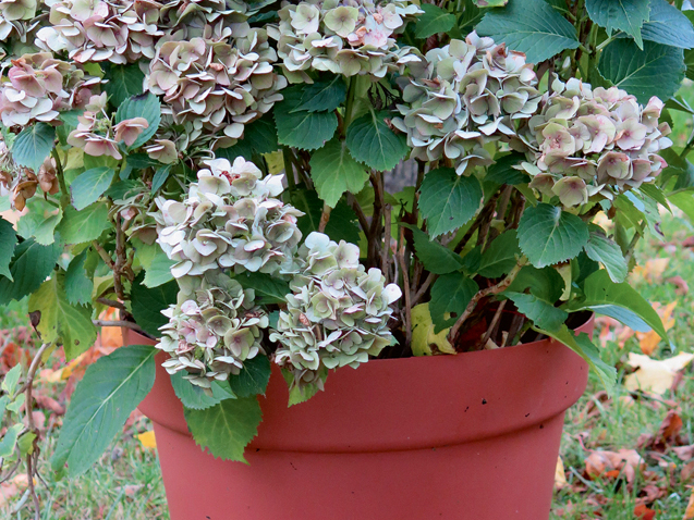 Plastmasas podi ir dažādas kvalitātes. Ir tādi, kas salu iztur, un tādi, kas salā kļūst trausli.