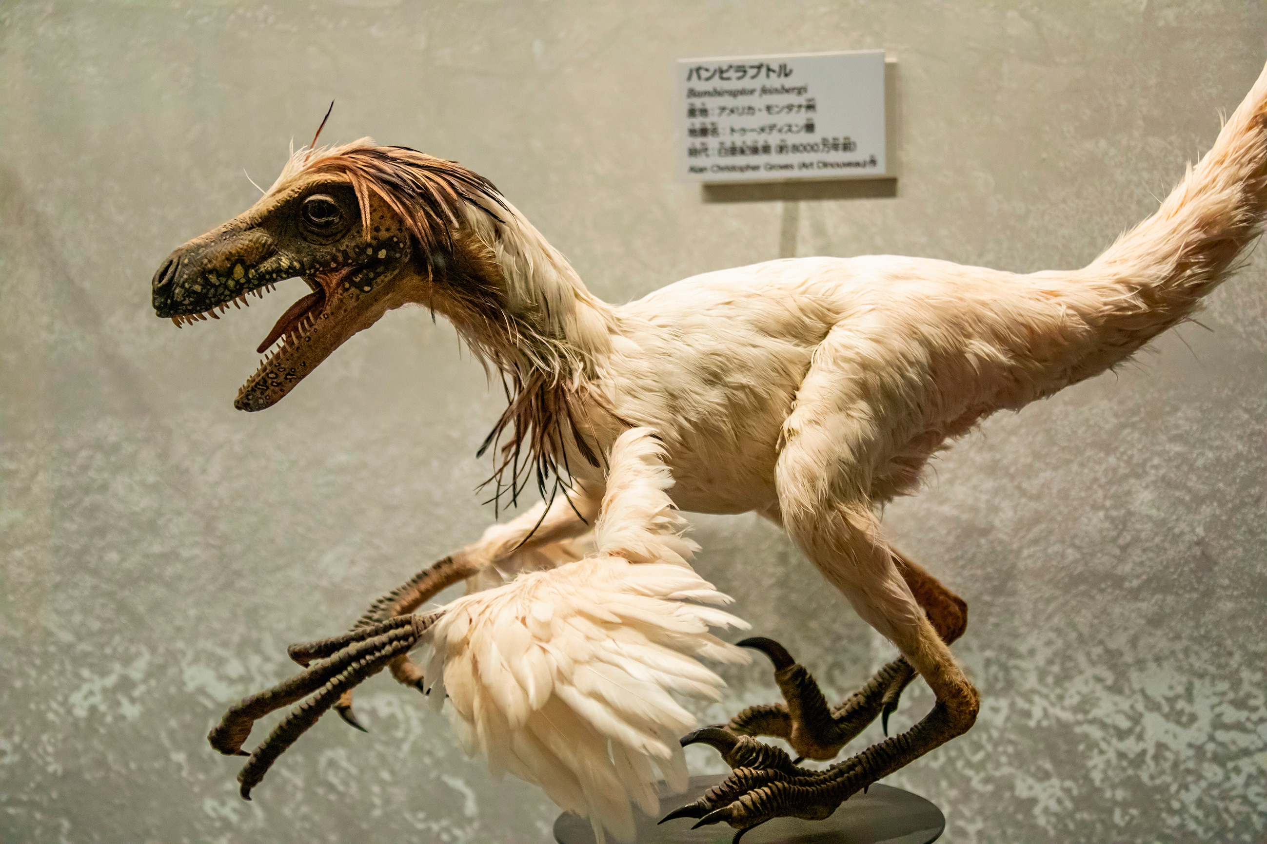 Putnveidīgais dinozaurs bambiraptors Tokijas nacionālajā dabas muzejā.