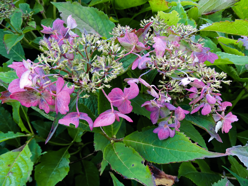 Robainā hortenzija ‘Forget Me Not’.