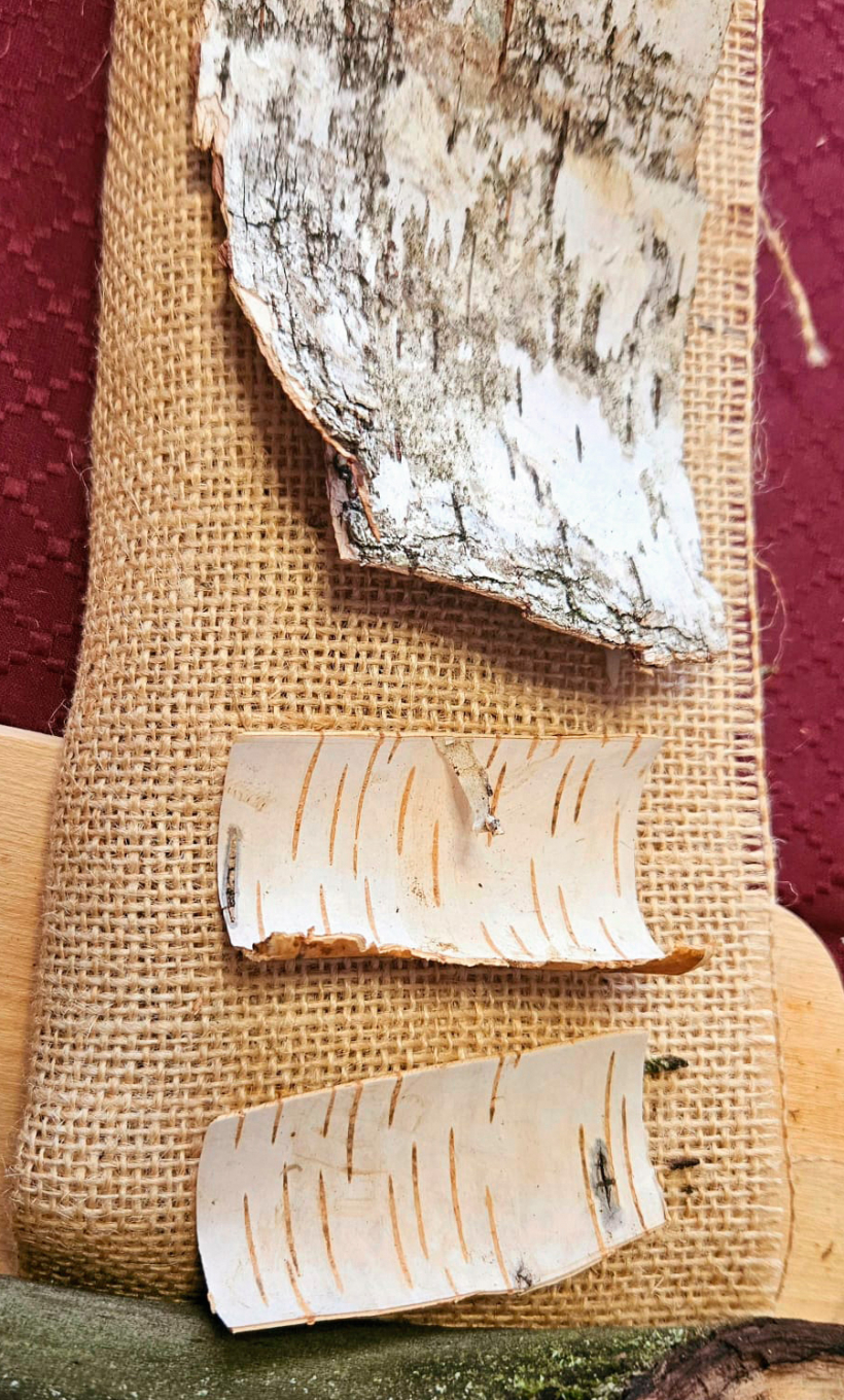 Sapilda bērza tāsi.