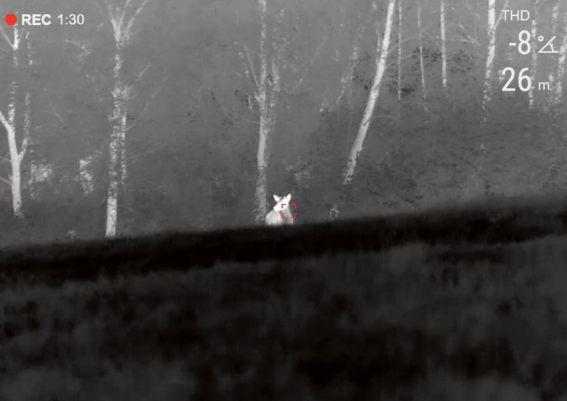 Jaunais bullis iznācis 26 metru attālumā no manis.