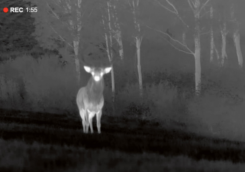 Briežu bullis apstājies kādus 15 metrus no manis. Tik tuvu, ka nepaspēju noregulēt Merger asumu.