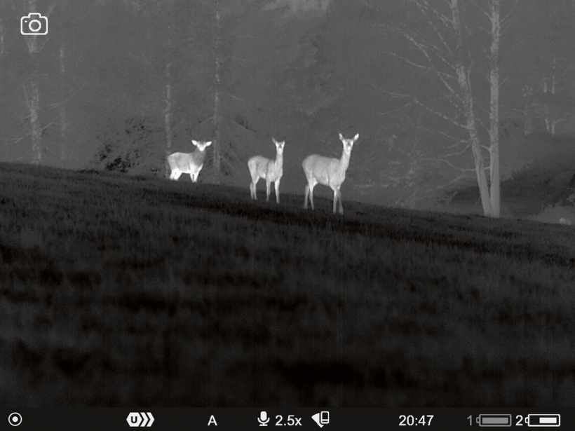 Staltbriežu ģimenīte.