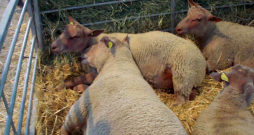 Šarolē šķirnes aitas izstādē Francijā.