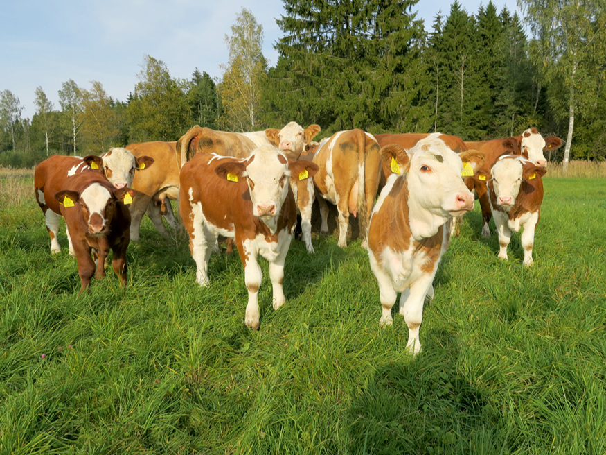 Mēdz būt, ka saslimstība ar šo slimību ir pat vairāk nekā 20% no kopējā govju skaita.