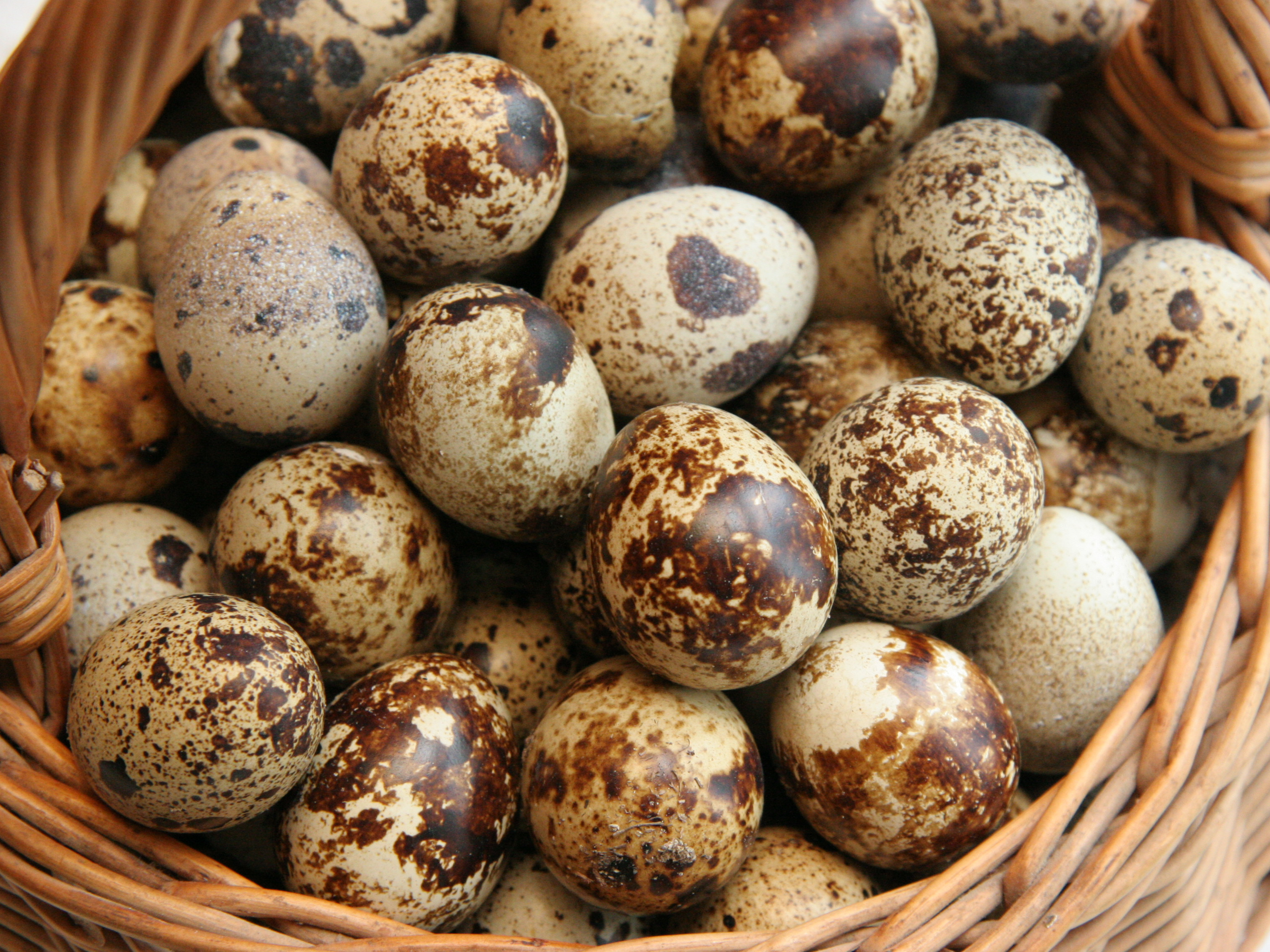 Paipalu olas.
