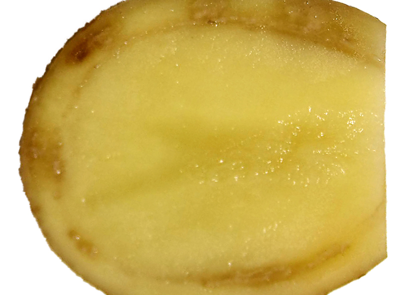 Kartupeļu gredzenpuve.