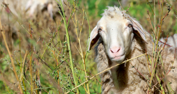 Šāgada 11. septembrī Latvijā reģistrētas pavisam 95 332 aitas, toskait 37 986 aitu mātes, un 2441 novietne.