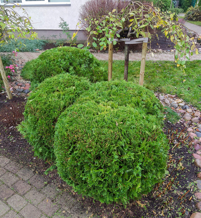 Arī apaļo formu šķirnes pēc vajadzības papildus pieformē.