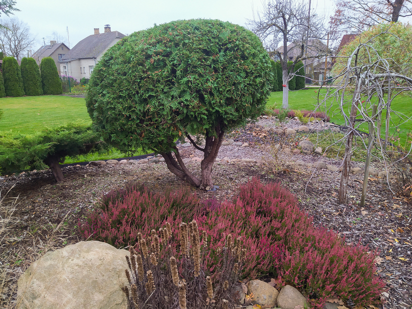 Vecāku augu vainagus var savākt, paceļot vainagu un atsedzot stumbriņu, un piefrizējot vainaga formu.