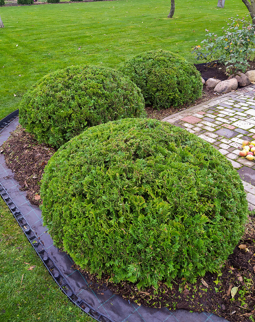 Pēc sakopšanas darbiem atjauno mulčas klājumu.