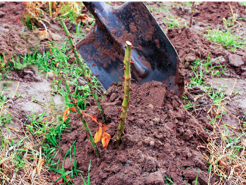 Stāds jāizrok saudzīgi, cenšoties netraumēt dziļo sakni.