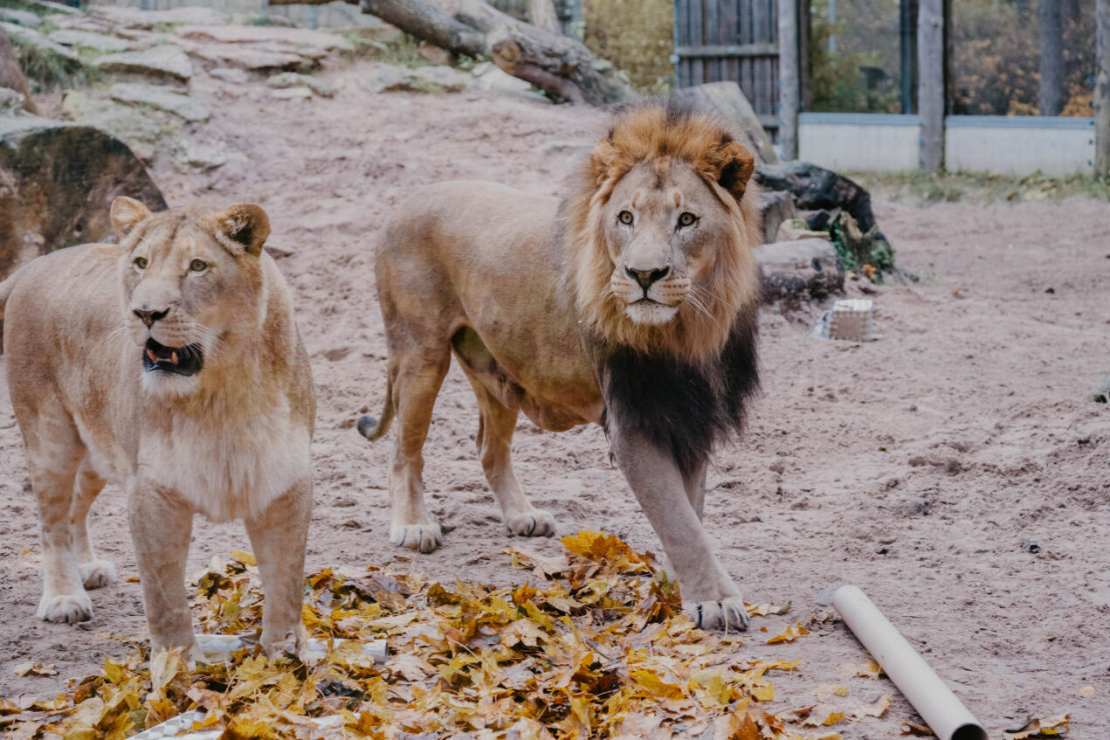 Rīgas zoo Āfrikas lauvu tēviņš Kali svin desmito dzimšanas dienu.
