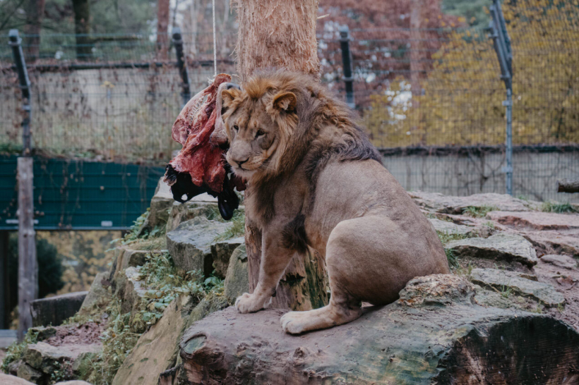 Rīgas zoo Āfrikas lauvu tēviņš Kali svin desmito dzimšanas dienu.
