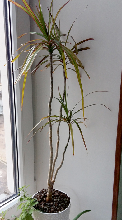 Dracēna lasītājas birojā.