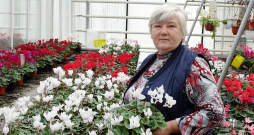 Nacionālā botāniskā dārza vadošās dārzkopības speciālistes Silvijas Rožkalnes pārraudzībā ir 40 šķirņu ciklamenu kolekcija.