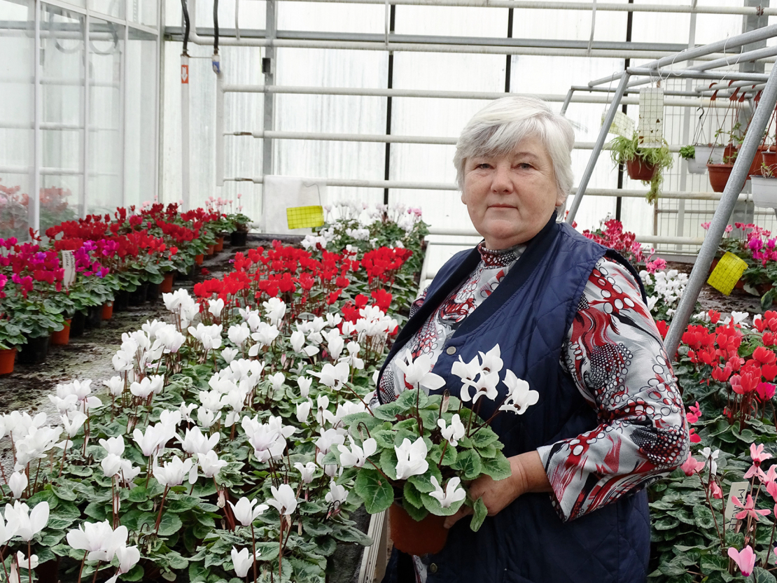 Nacionālā botāniskā dārza vadošās dārzkopības speciālistes Silvijas Rožkalnes pārraudzībā ir 40 šķirņu ciklamenu kolekcija.