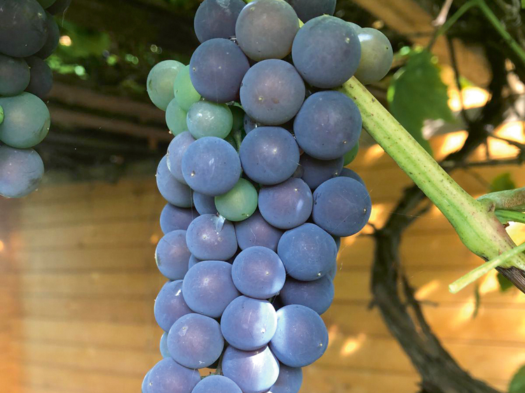 Vīnogas Bauskas pusē.