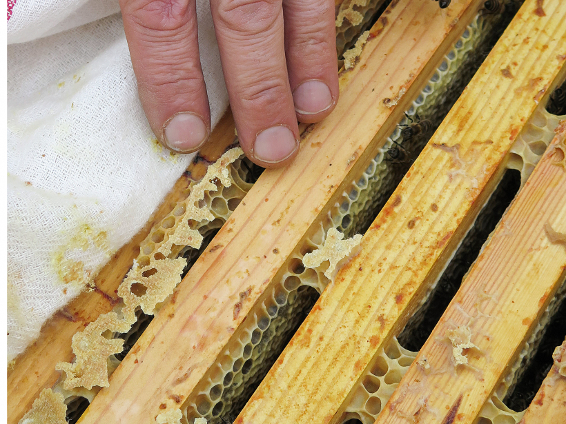 Rudenī ieteicams atstāt virs rāmjiem izvilktos vaska tiltiņus. Tad ziemā bišu kamolam vieglāk pāriet uz blakusrāmjiem.