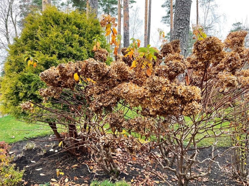 Skarainās hortenzijas pirms apgriešanas.