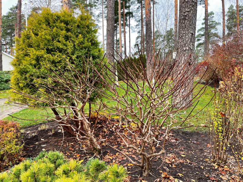 Skarainās hortenzijas pēc apgriešanas.