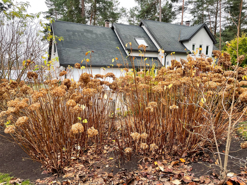 Kokveida hortenzijas pirms apgriešanas.