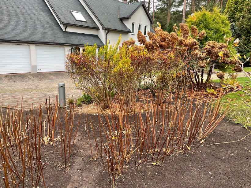 Kokveida hortenzijas pēc apgriešanas.
