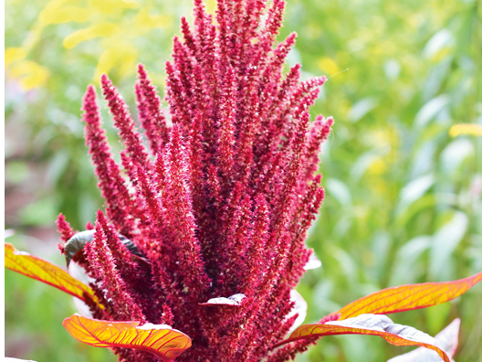 Sēklu skaras novāc, plānā kārtā nojumēs žāvē un tad sēklas kuļ, attīra un žāvē.