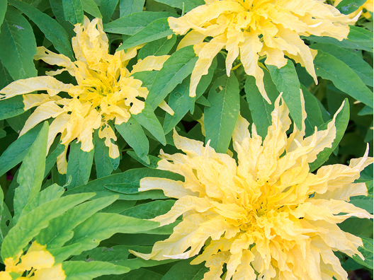 ‘Splendens Perfecta’.